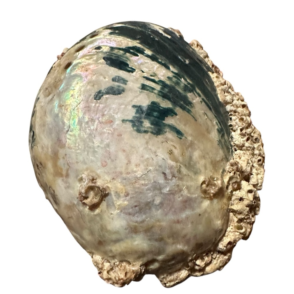 Abalone Sea Shell Beach Nautical Bowl Natural 70s 4.5”x5.5” - Picture 11 of 16